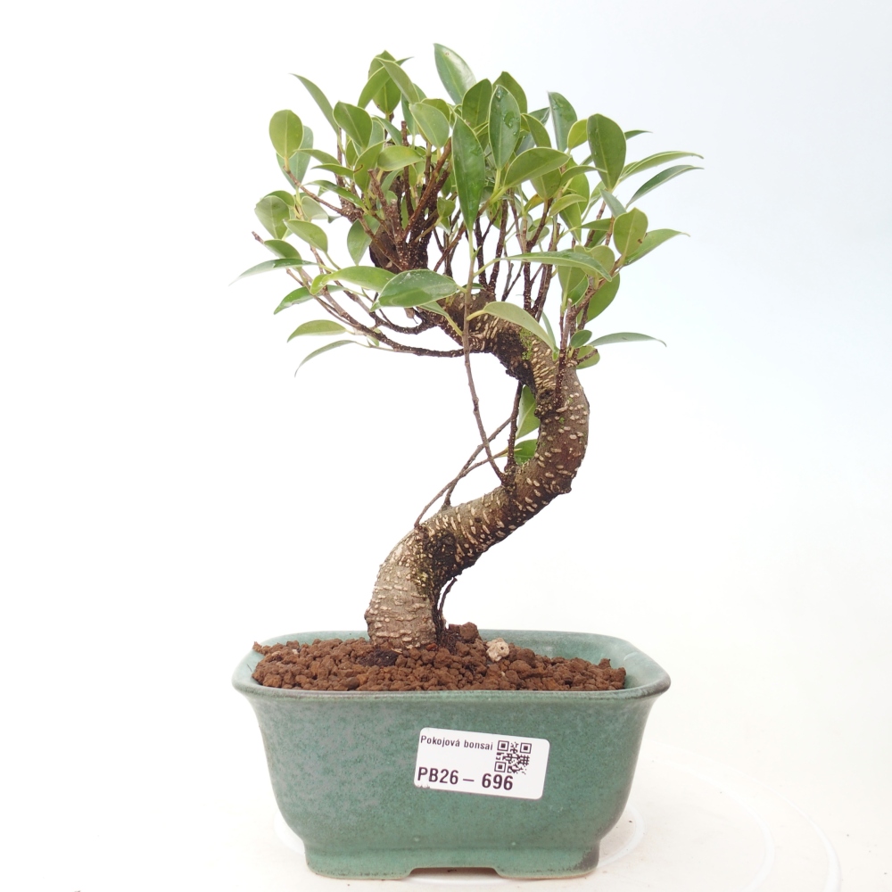 Zimmerbonsai - Ficus retusa - Kleinblättriger Ficus