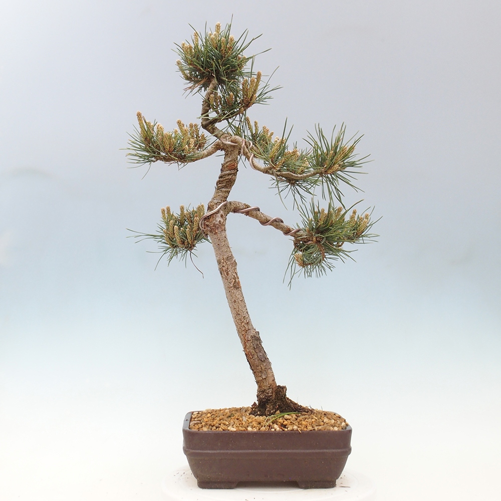 Bonsai im Freien - Pinus Sylvestris - Waldkiefer