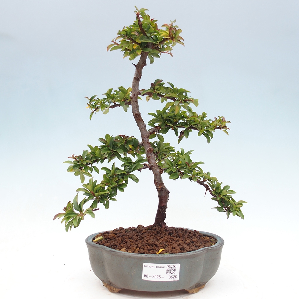 Outdoor Bonsai-Pyracanta Teton -Bäckerei