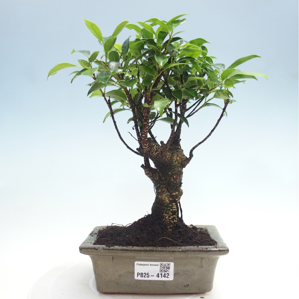 Zimmerbonsai - Ficus retusa - kleinblättriger Ficus