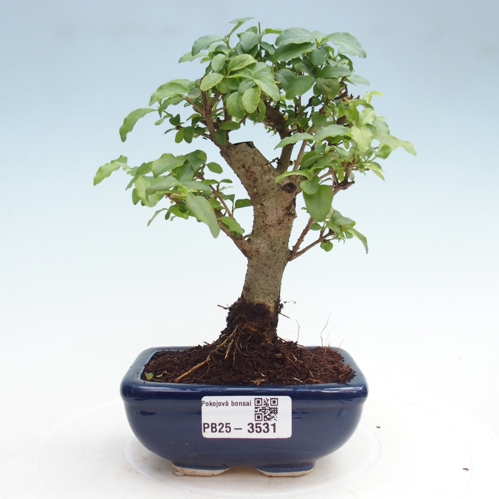 Zimmer Bonsai -Ligustrum chinensis - Vogelschnabel