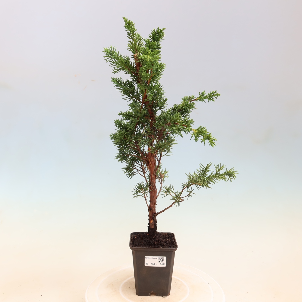 Bonsai für draußen - Juniperus chinensis Kishu