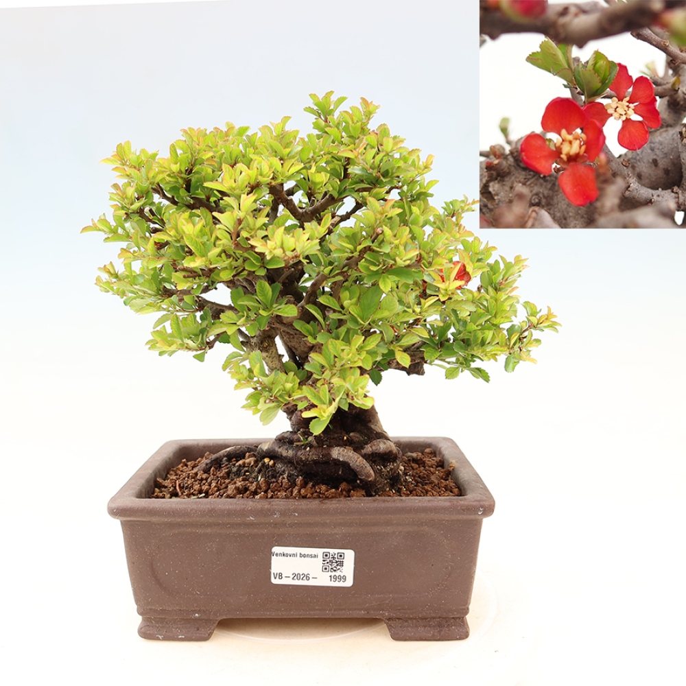 Bonsai für draußen - Chaneomeles speciosa Chojubai