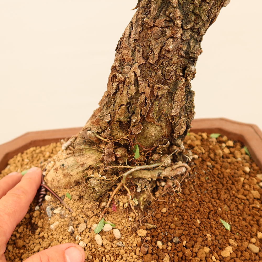 Bonsai im Freien - Zelkova - Zelkova NIRE