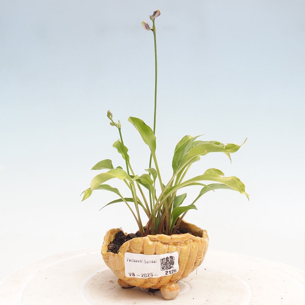 Bonsai im Freien - Mini Hosta - Göttin