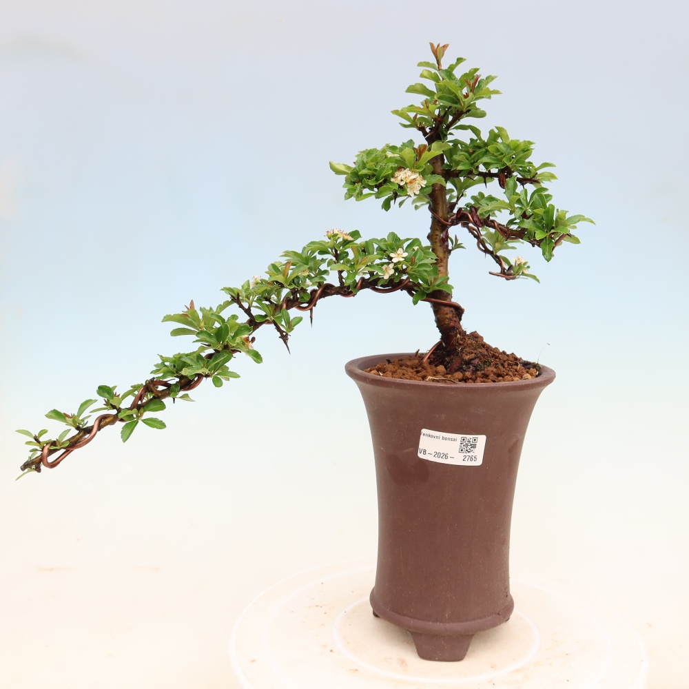 Bonsai für den Außenbereich – Pyracantha teton – Feuerdorn
