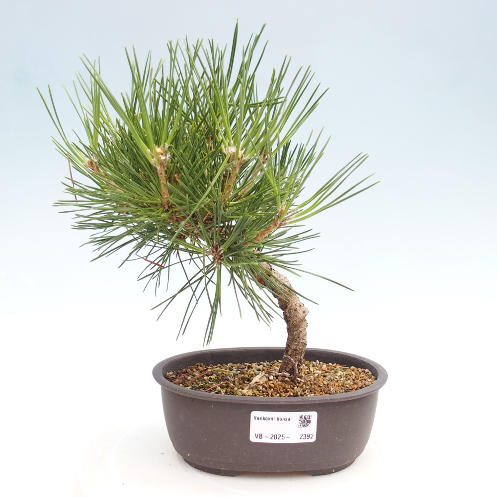 Bonsai im Freien - Pinus thunbergii - Thunbergia-Kiefer