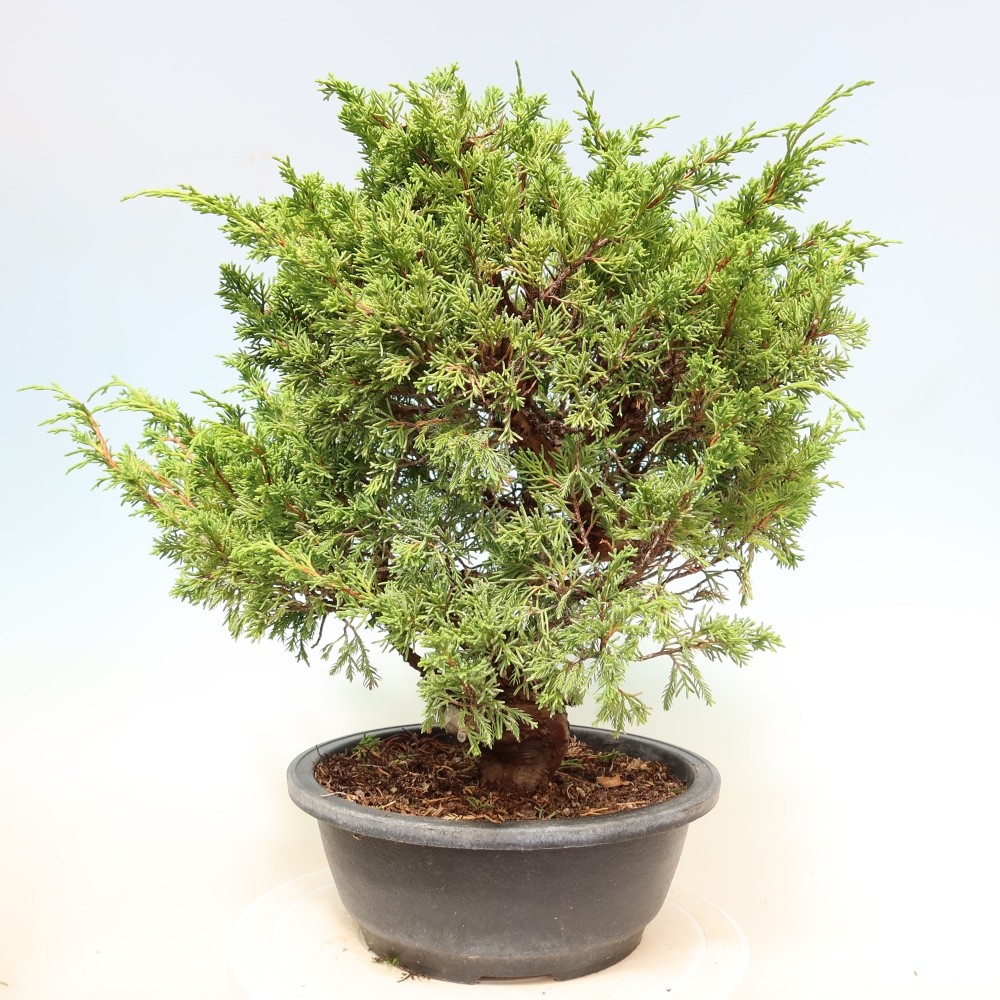 Bonsai für draußen - Juniperus chinensis Itoigawa-Juniperus chinensis