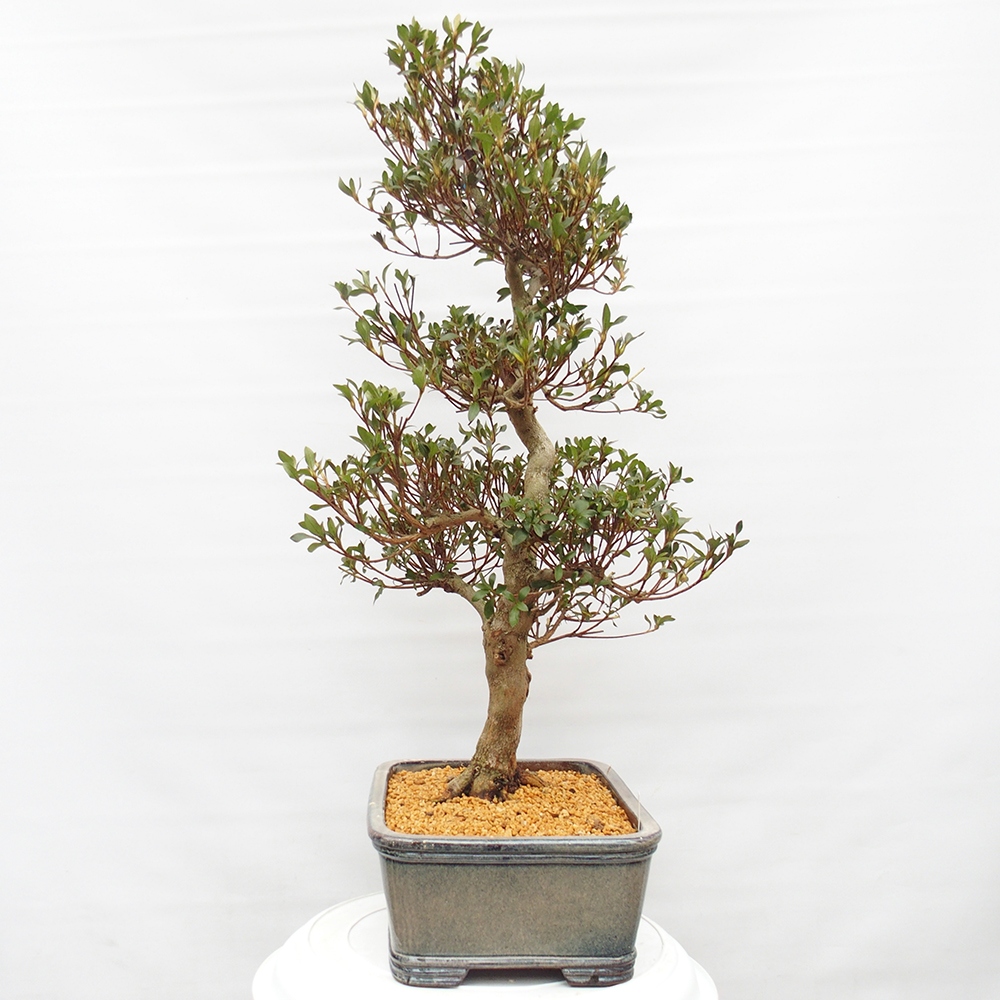 Bonsai für draußen - Japanische Azalee - Azalee Saishun
