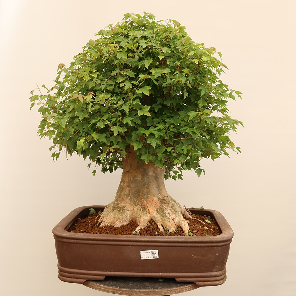 Bonsai für draußen - Ahorn Burger - Acer Burgerianum