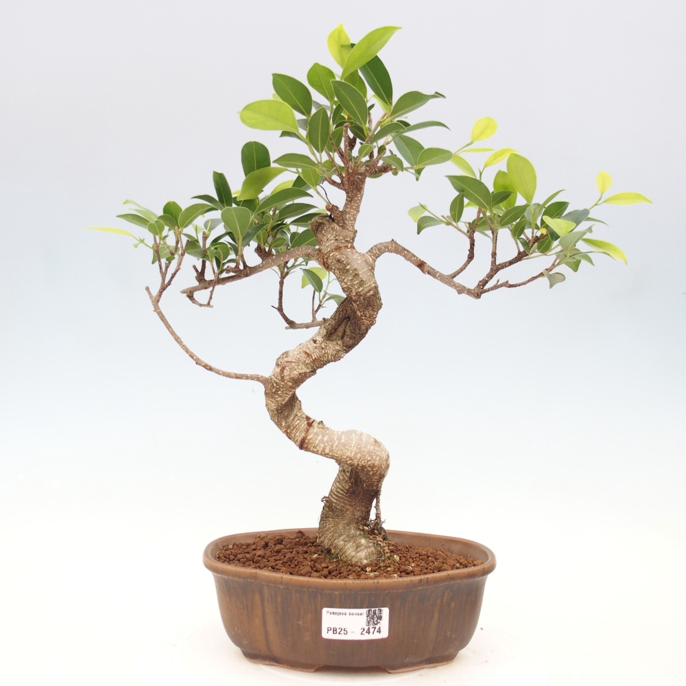 Indoor-Bonsai - Ficus retusa - kleiner Ficus