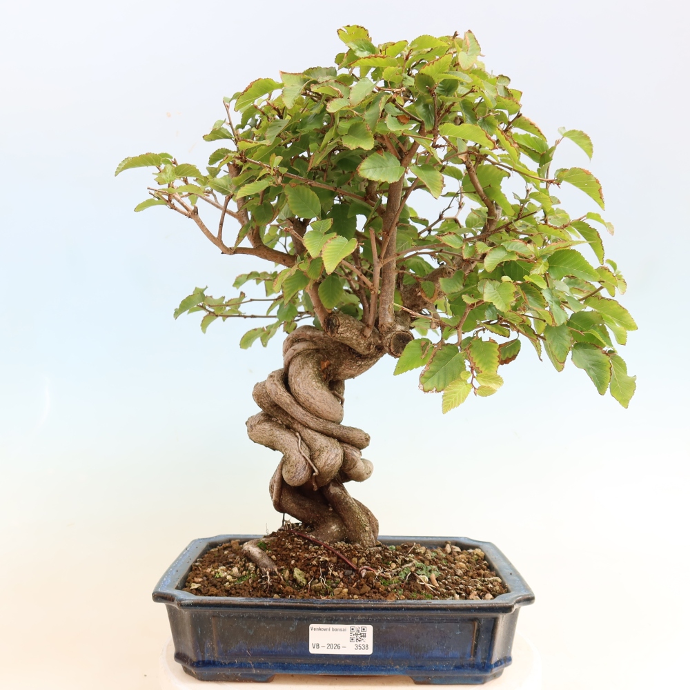 Bonsai für draußen -Carpinus CARPINOIDES - Koreanische Hainbuche