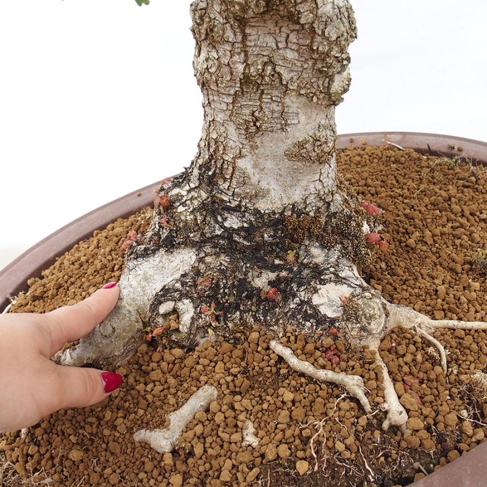 Bonsai im Freien - Baby-Ahorn - Acer campestre