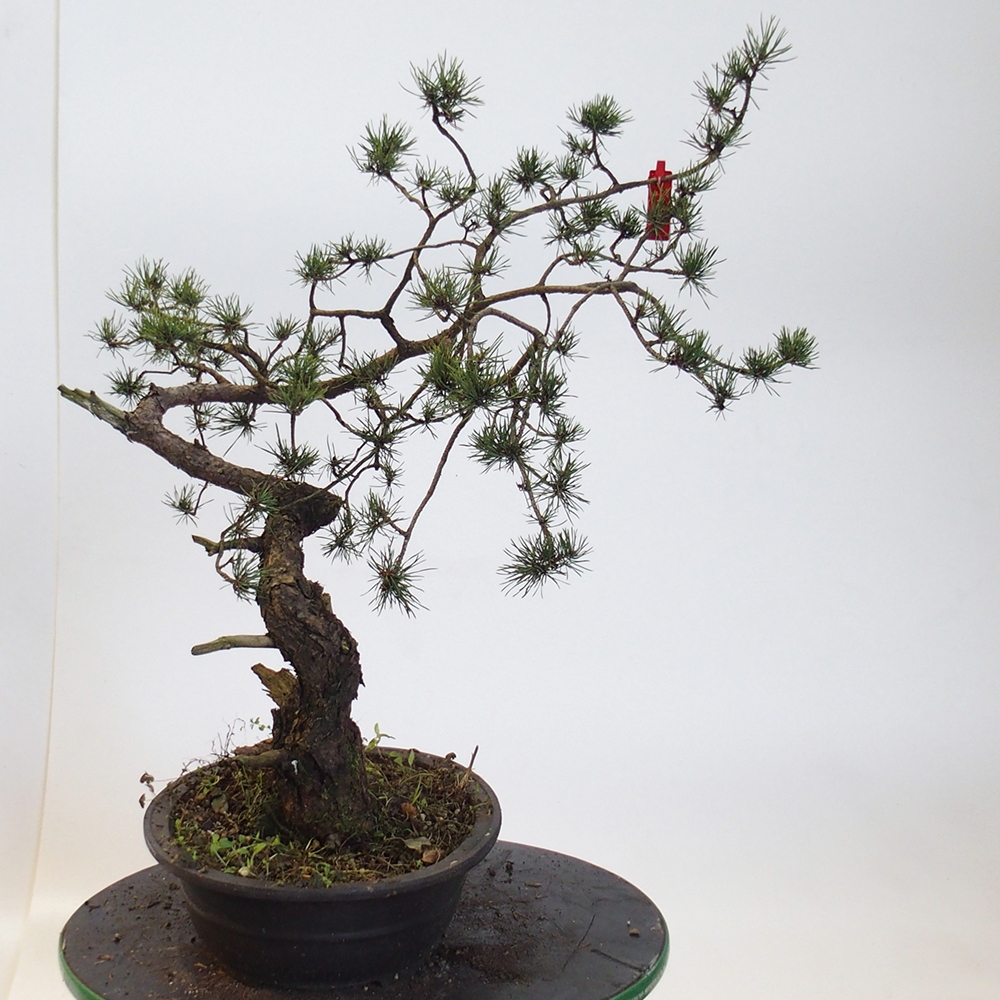 Yamadori - Pinus sylvestris Spanien