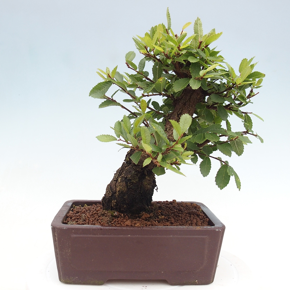 Bonsai im Freien - Zelkova - Zelkova serrata