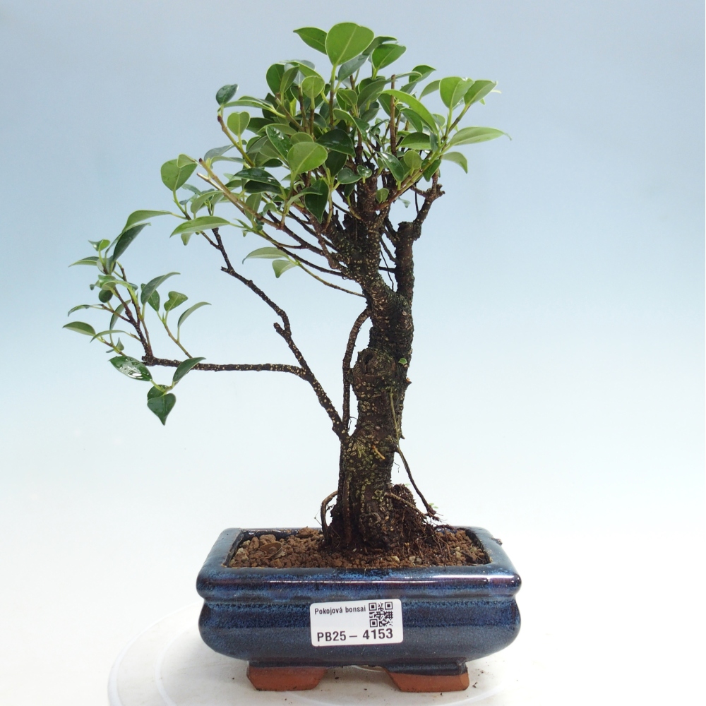 Zimmerbonsai - Ficus retusa - kleinblättriger Ficus