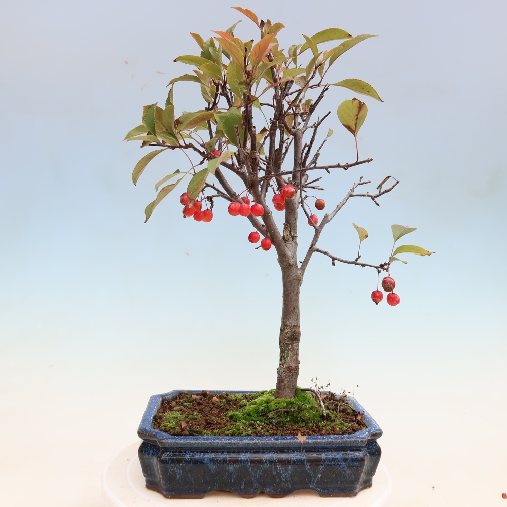 Outdoor-Bonsai -Malus domestica - Kleinfrüchtiger rotblättriger Apfelbaum
