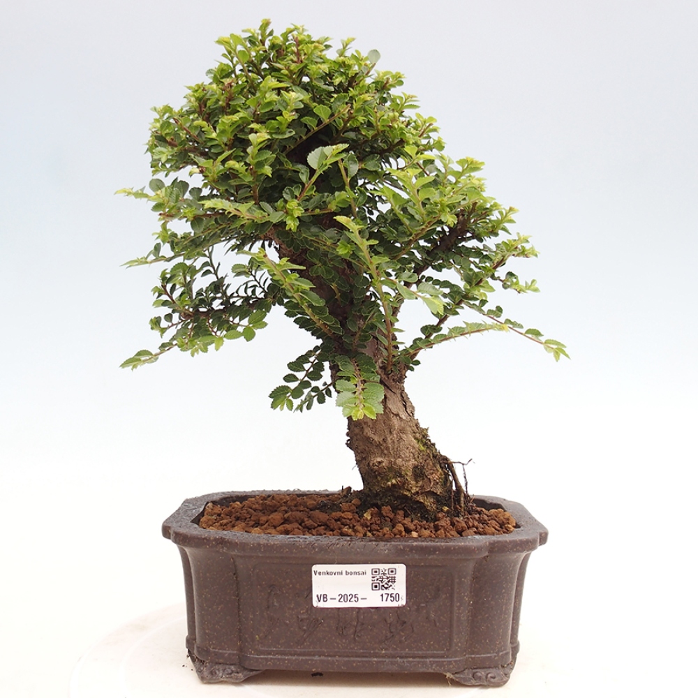 Bonsai im Freien - Ulmus parvifolia Hokkaido - Chinesische Ulme