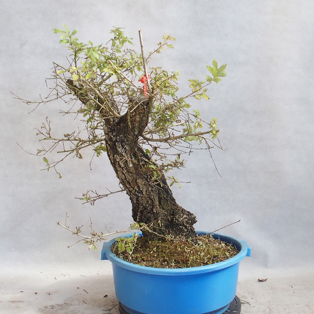 Freilandbonsai Quercus Cerris - Eiche Cer