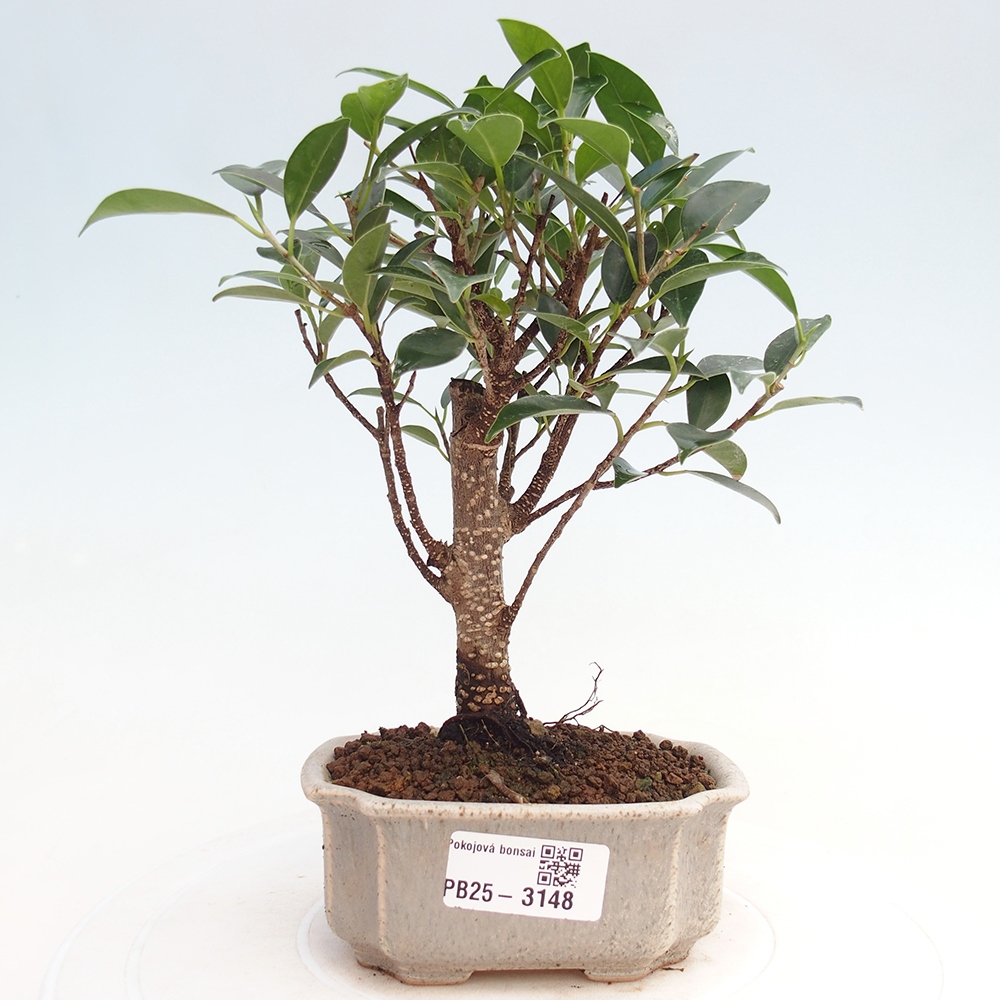 Zimmer Bonsai Ficus retusa kimmen