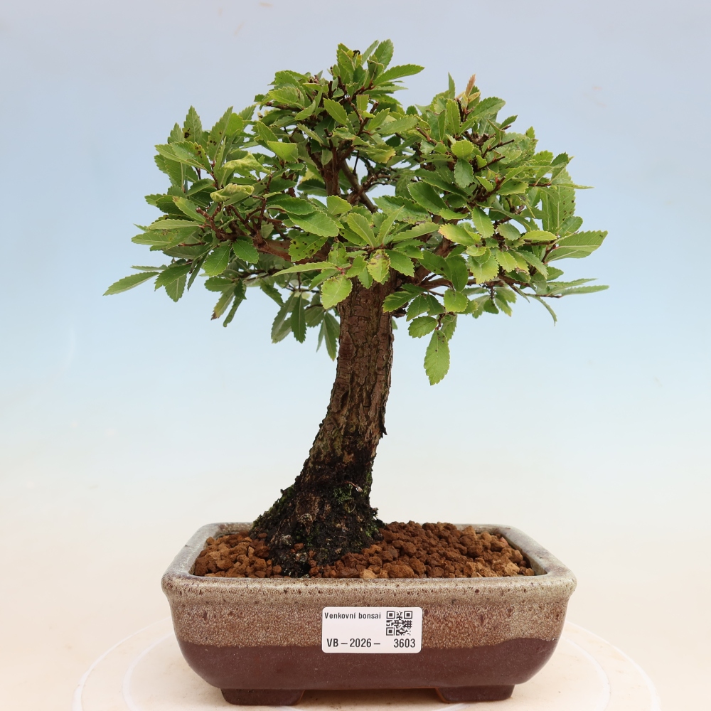 Bonsai für draußen - Zelkova - Zelkova NIRE