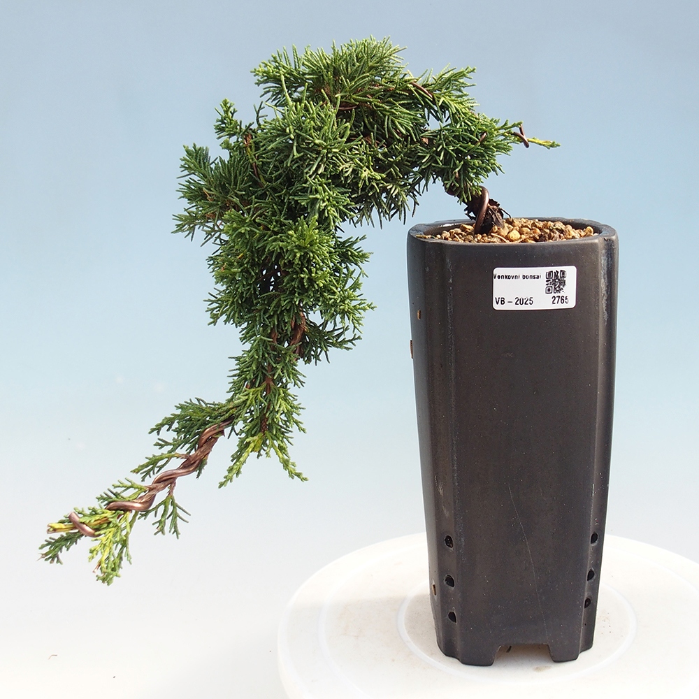 Bonsai im Freien - Juniperus chinensis Kishu - Chinesischer Wacholder