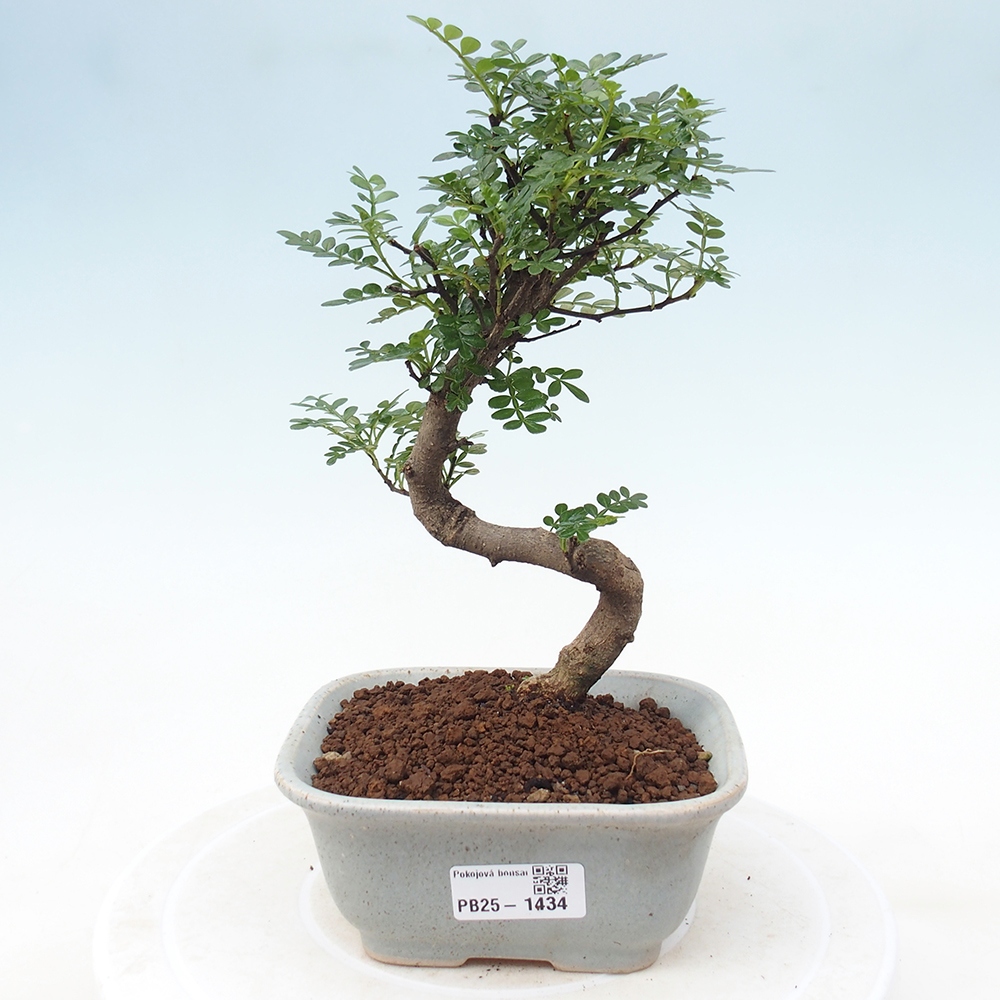 Indoor-Bonsai - Zantoxylum piperitum - Pfefferminze