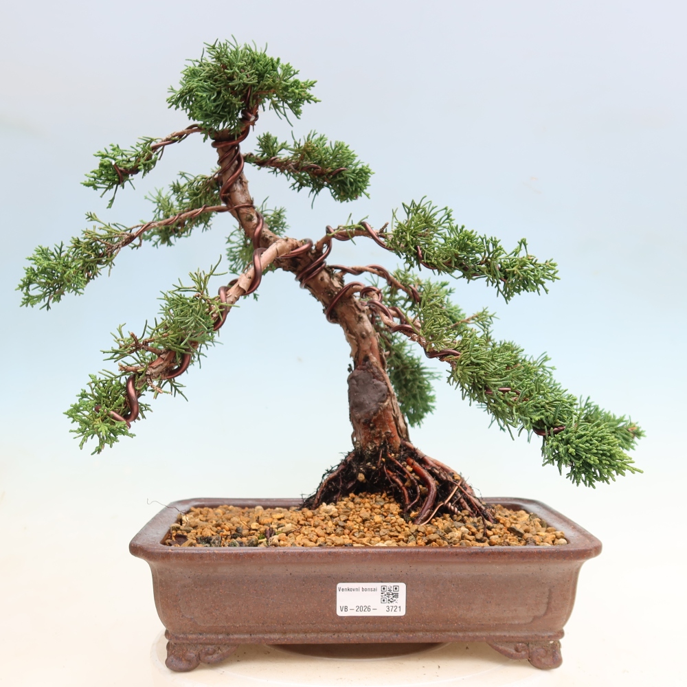 Bonsai für draußen - Juniperus chinensis Kishu