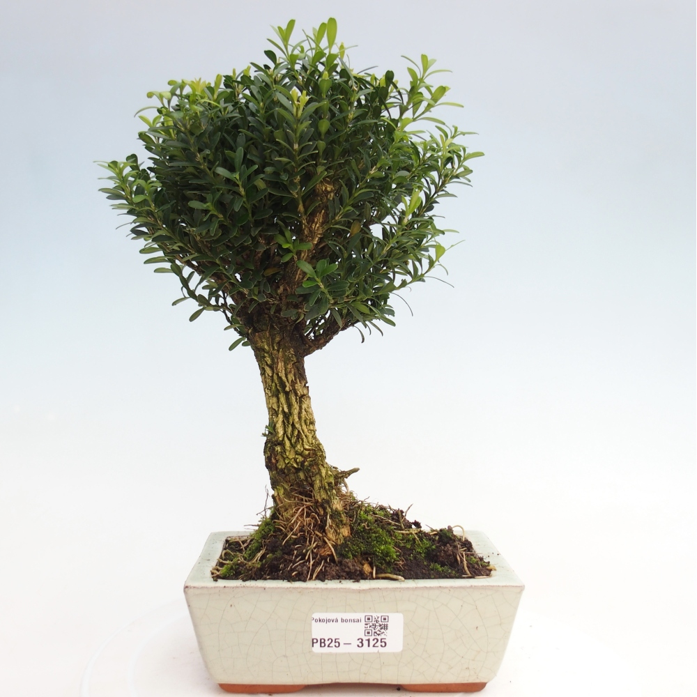 Zimmer Bonsai - Buxus harlandii - Kork Buchsbaum