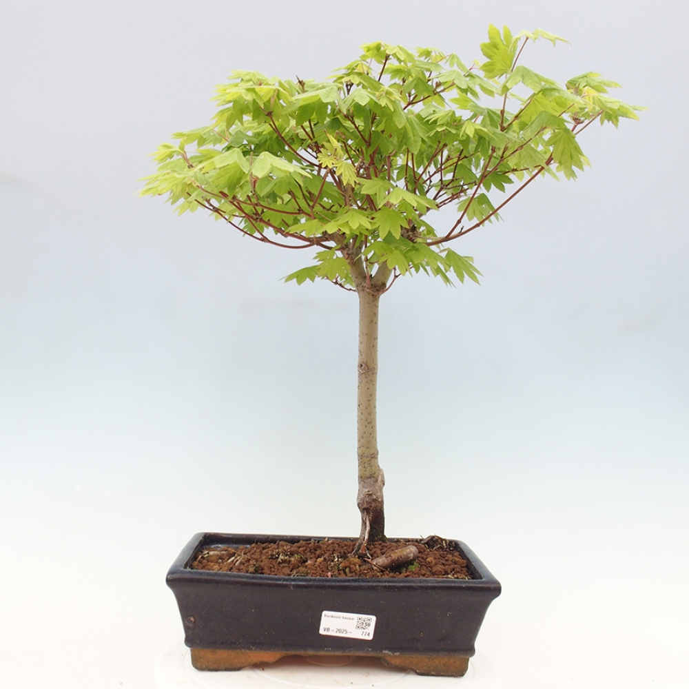 Bonsai im Freien - Ahorn palmatum katsura GISAN - Ahorn palmat