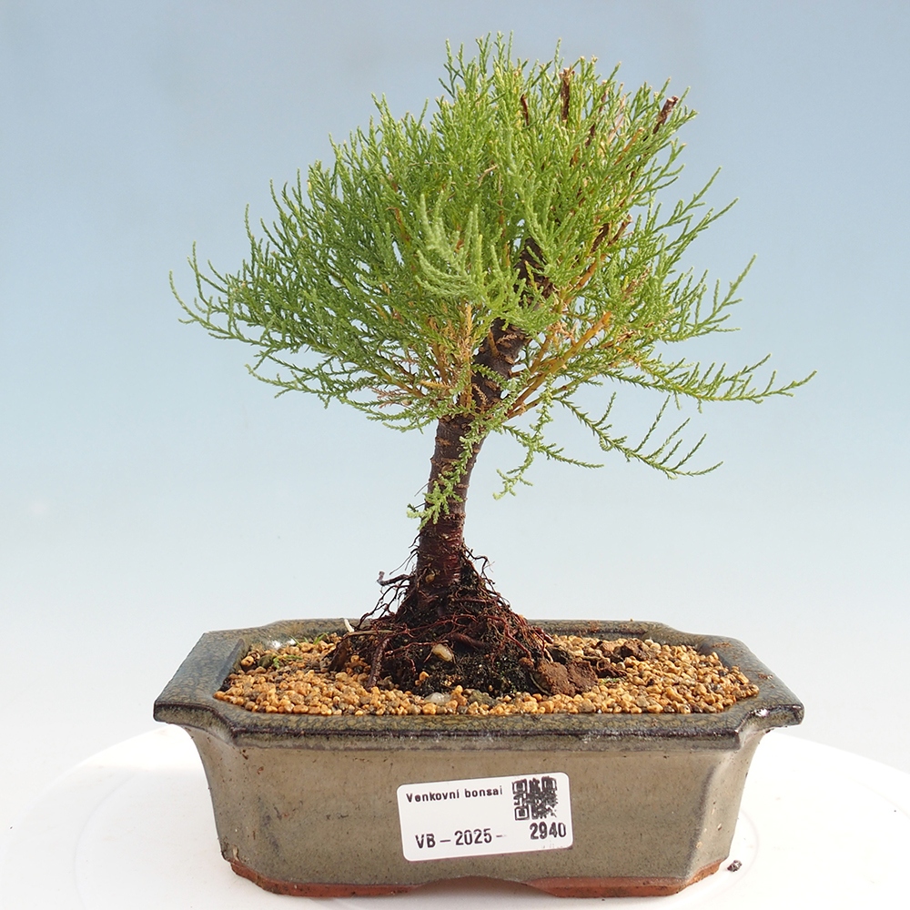 Bonsai im Freien - Tamarix - Tamarix
