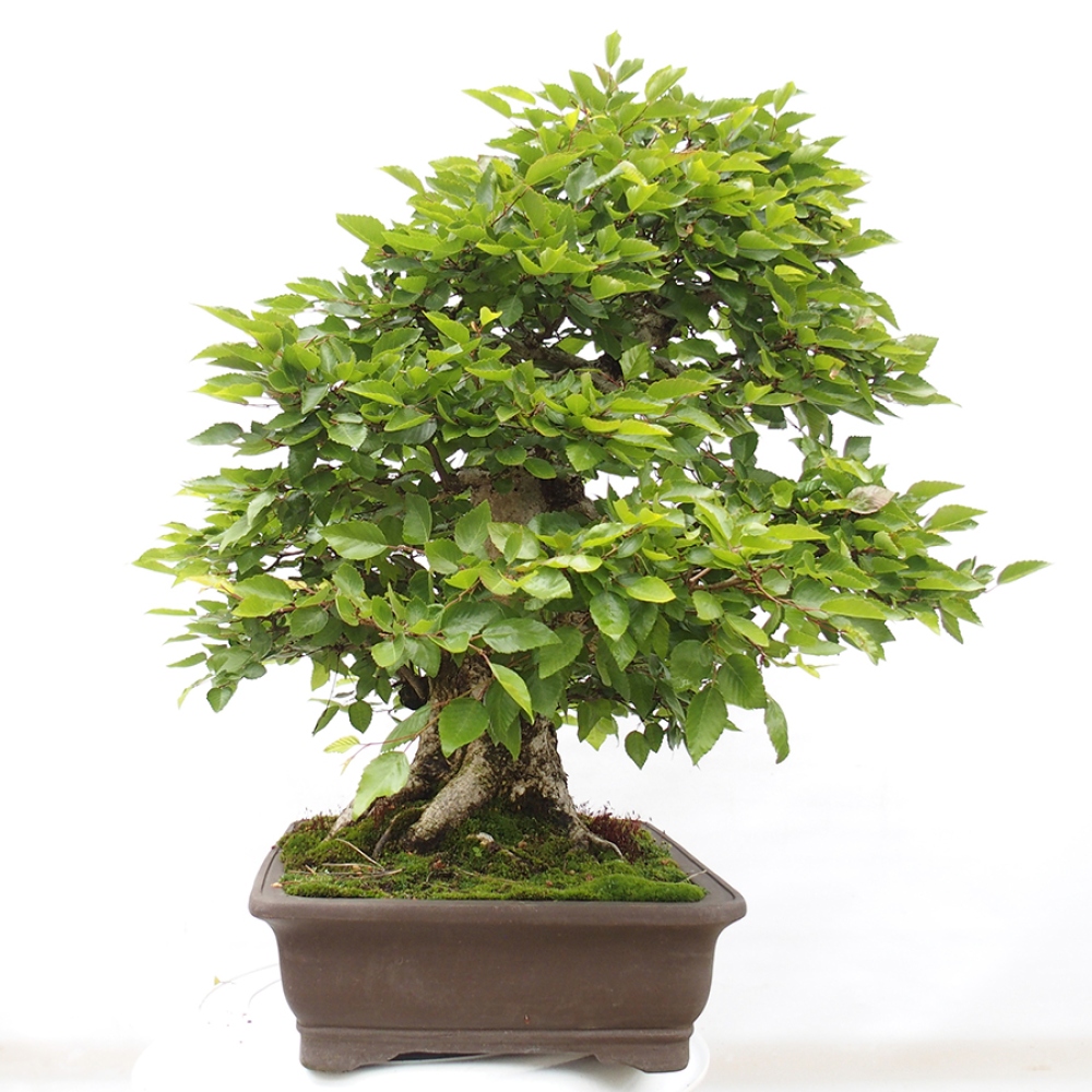 Bonsai im Freien -Carpinus CARPINOIDES - Koreanische Hainbuche