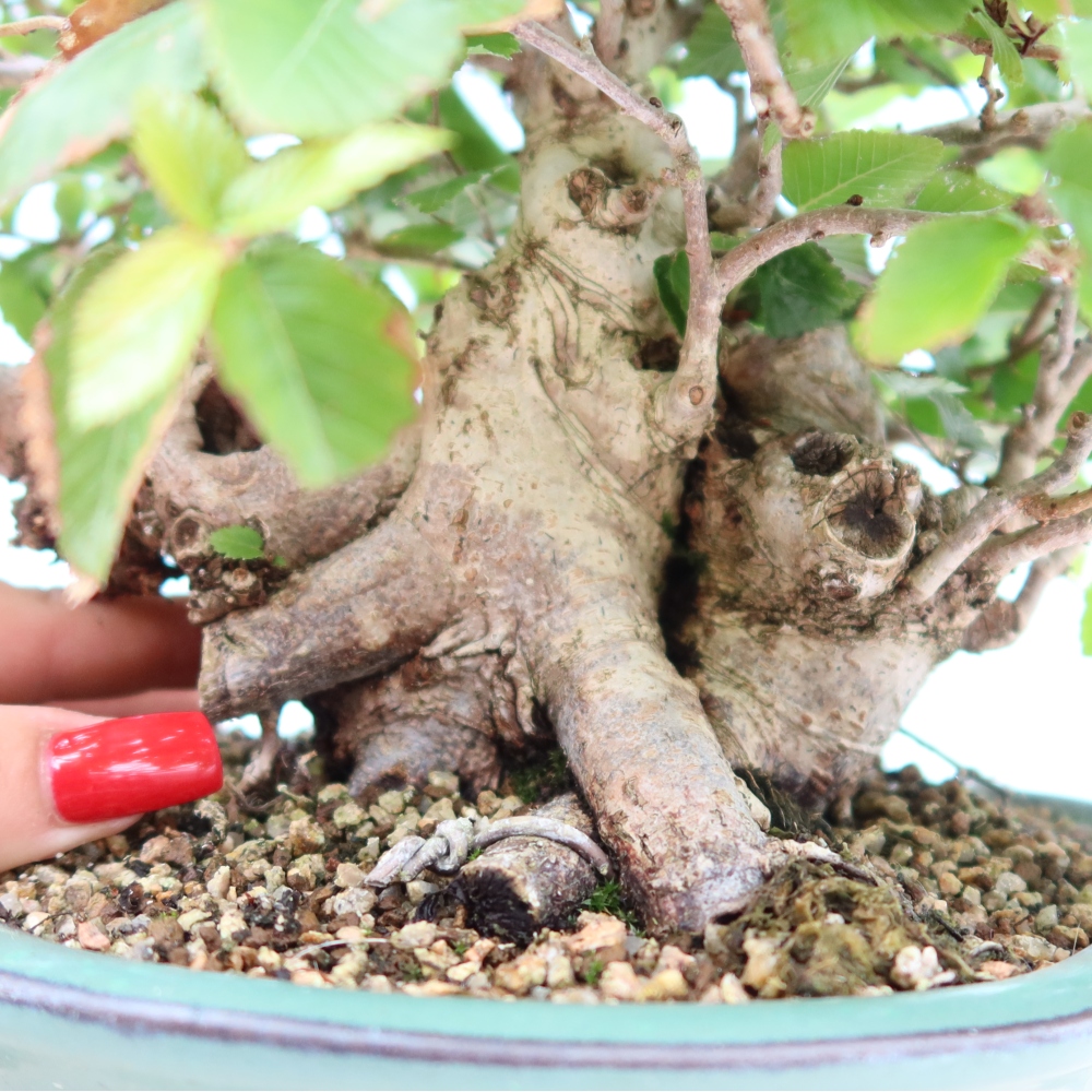 Bonsai für draußen - Karpinus Coreana - Koreanische Hainbuche