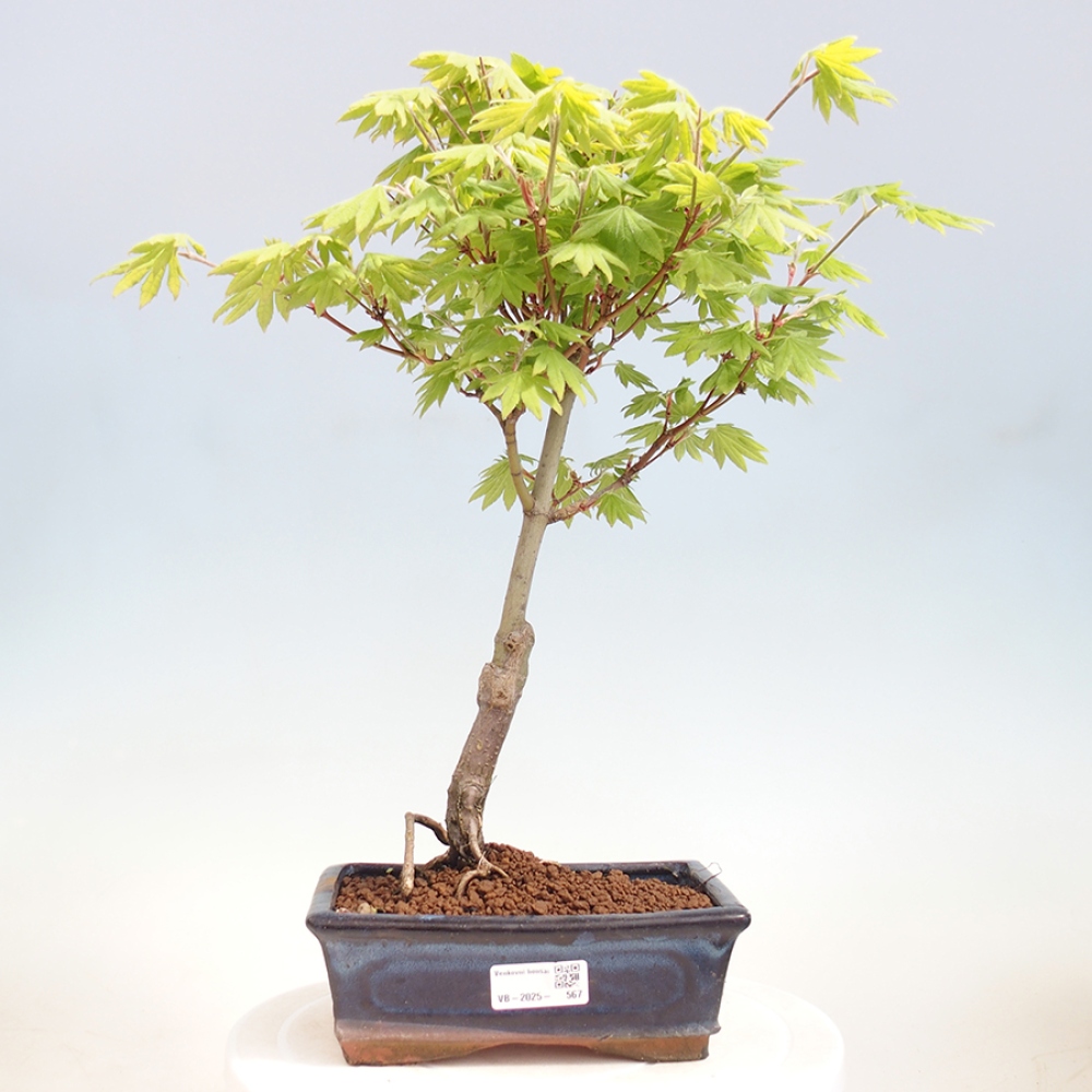 Bonsai im Freien - Ahorn palmatum katsura GISAN - Ahorn palmat