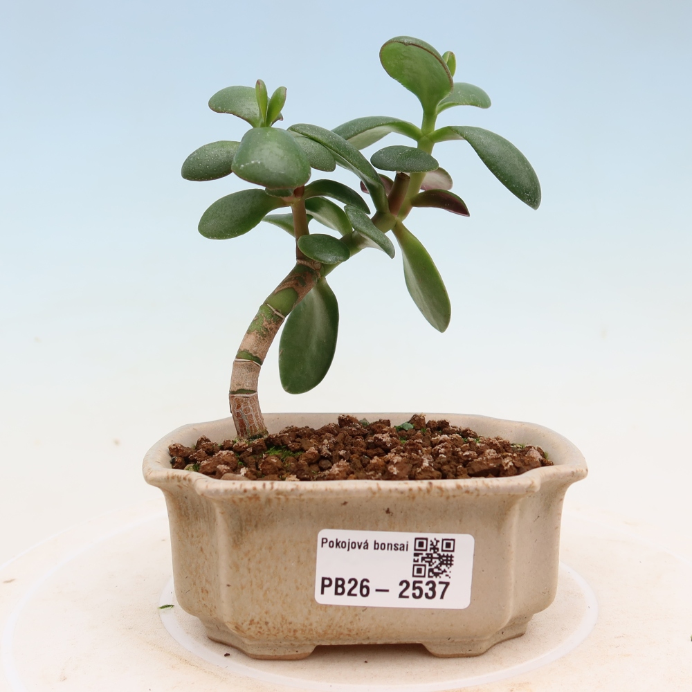 Zimmer Bonsai - Portulakaria Afra - Tlustice