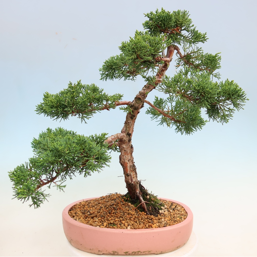 Bonsai für draußen - Juniperus chinensis Kishu