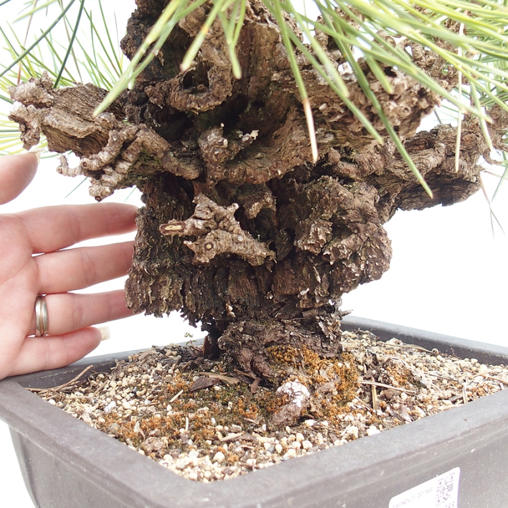 Bonsai für draußen - Pinus thunbergii - Thunberg-Kiefer