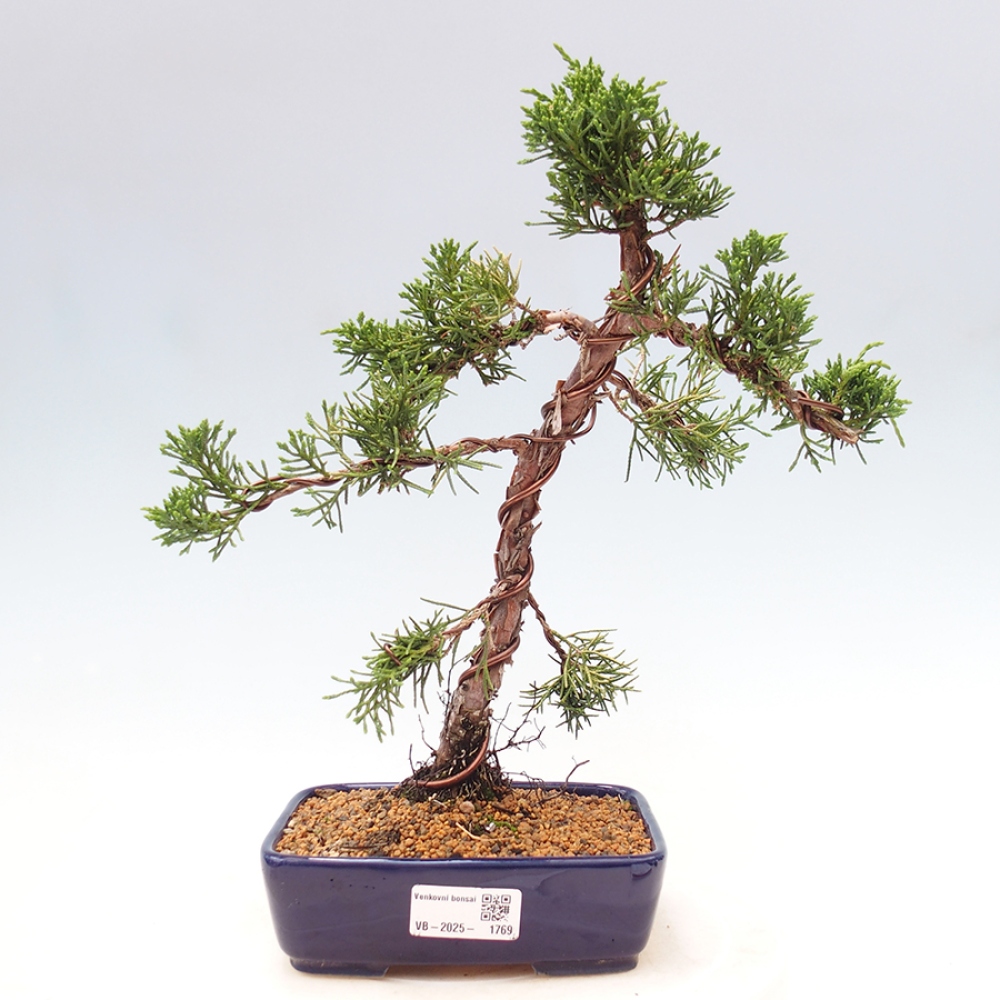 Bonsai im Freien - Juniperus chinensis Kishu - Chinesischer Wacholder