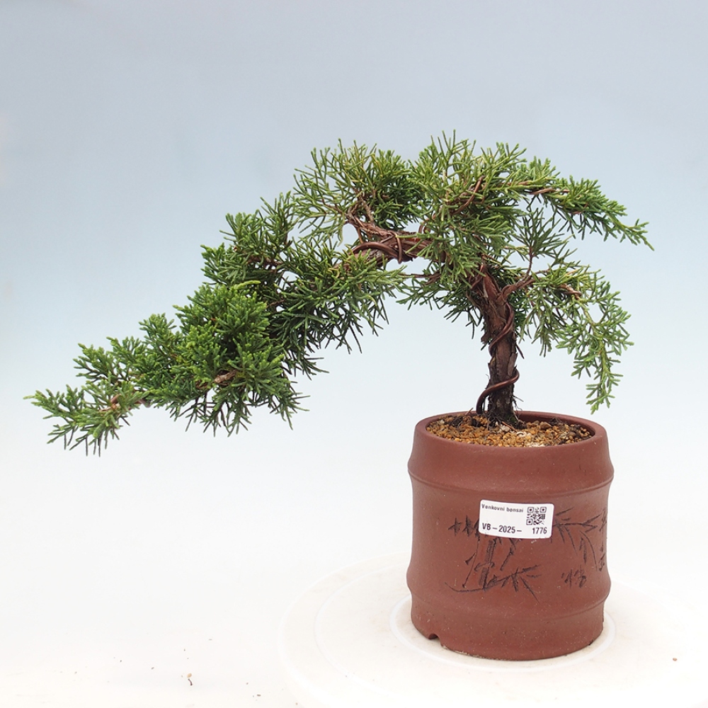 Bonsai im Freien - Juniperus chinensis Kishu - Chinesischer Wacholder