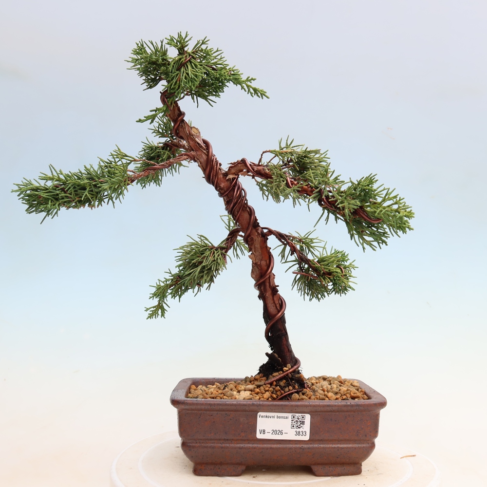 Bonsai für draußen - Juniperus chinensis Kishu