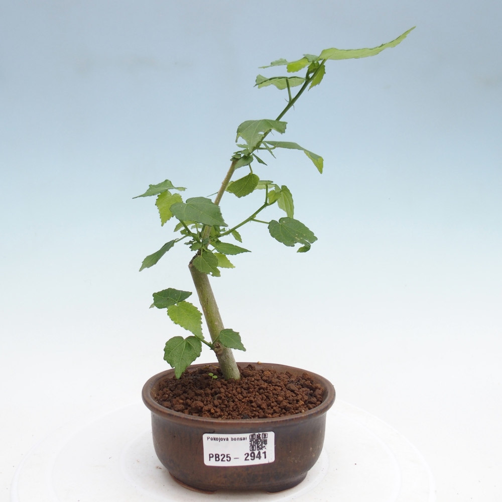 Zimmerbonsai - Malvaviscus arboreus - holziger Hibiskus