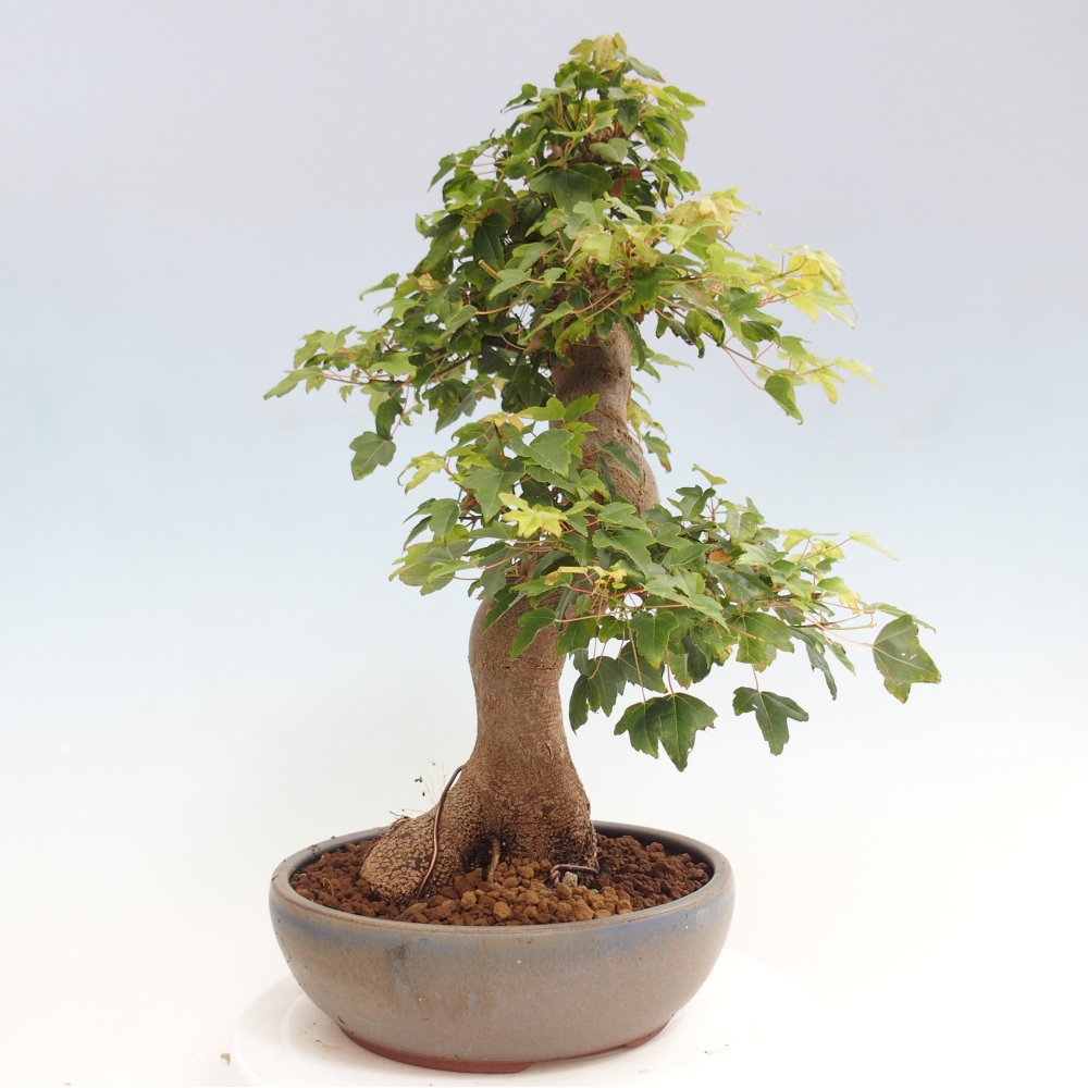Bonsai im Freien - Ahorn Buergerianum - Burger Maple