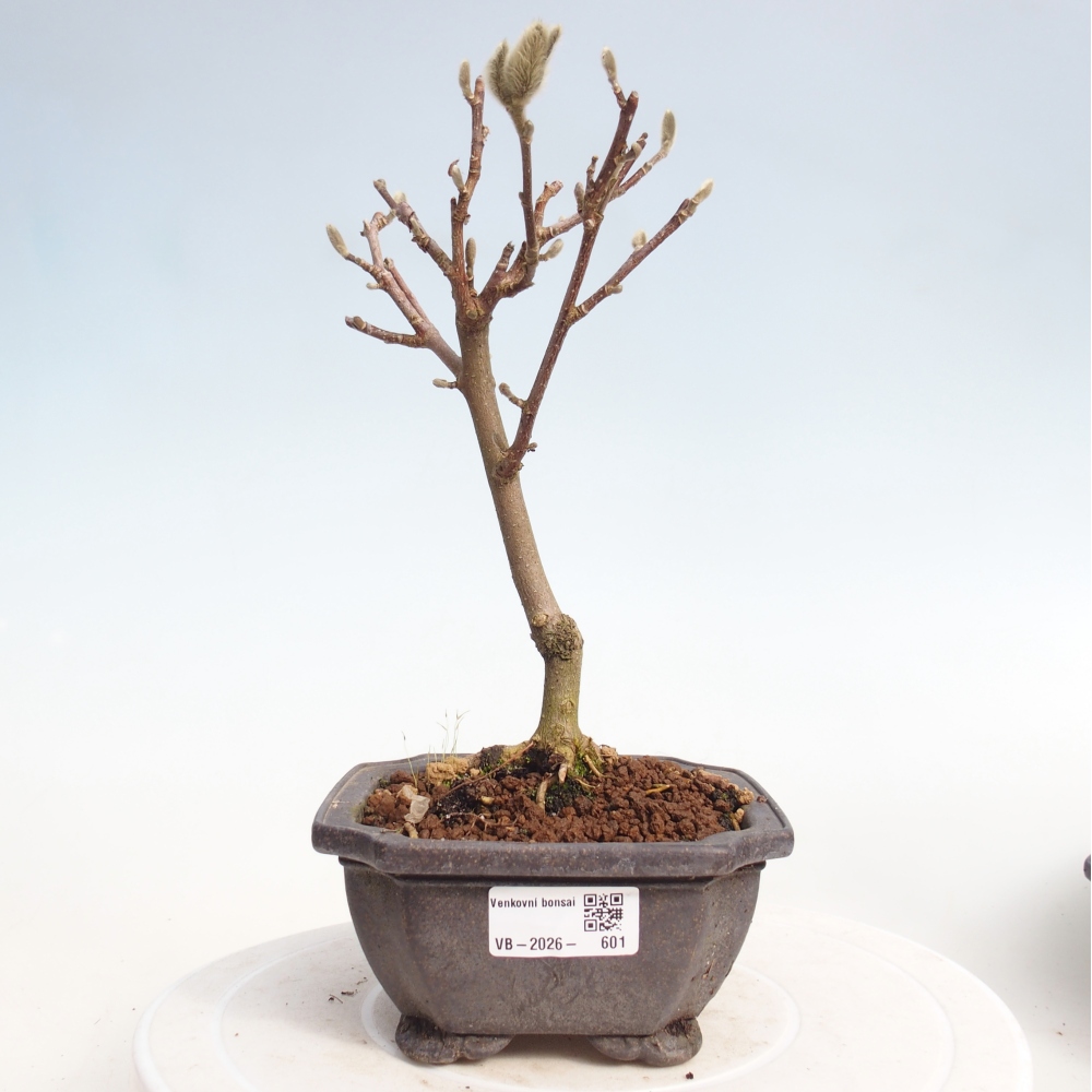 Bonsai für draußen - Magnolia stellata