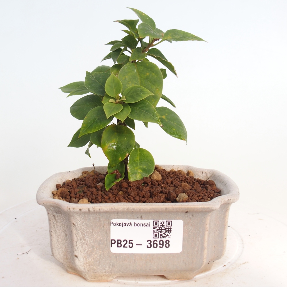 Zimmer Bonsai - Bouganwilea