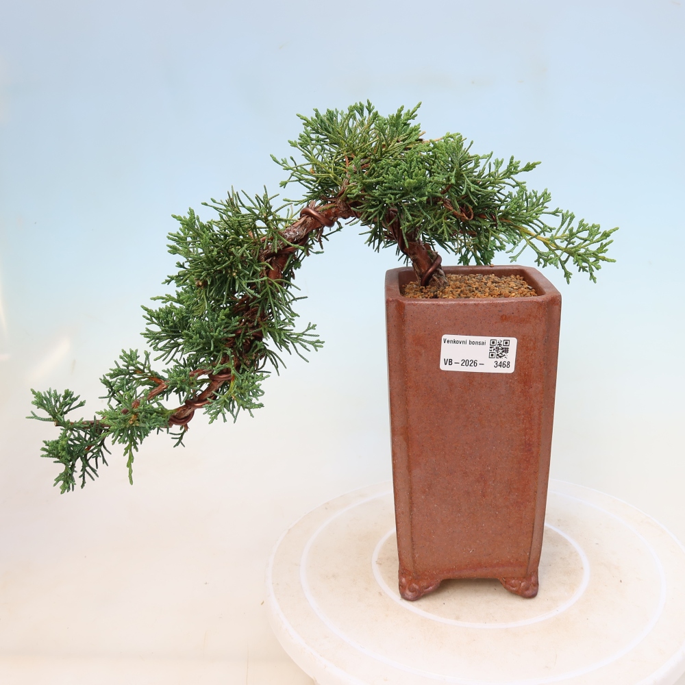 Bonsai für draußen - Juniperus chinensis Kishu