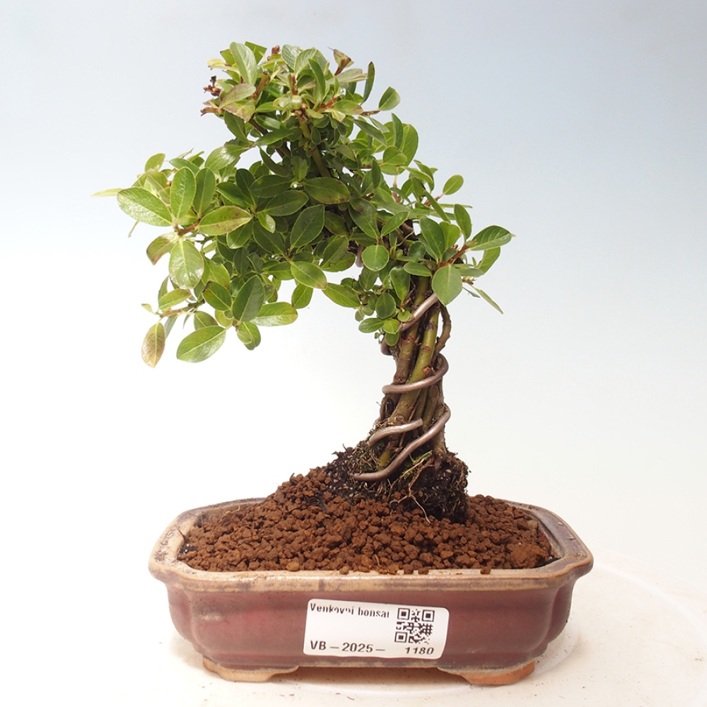 Bonsai im Freien - Salix - Wierzba