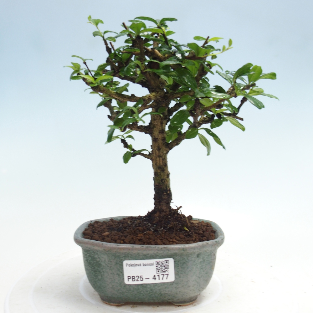 Zimmer-Bonsai - Carmona macrophylla - Tee-Fuki
