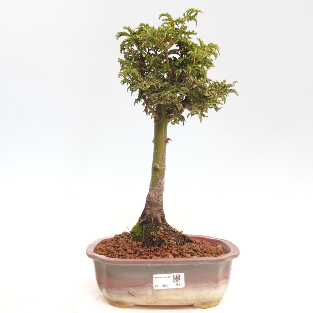 Bonsai im Freien - Acer palmatum Shishigashira-Ahorn