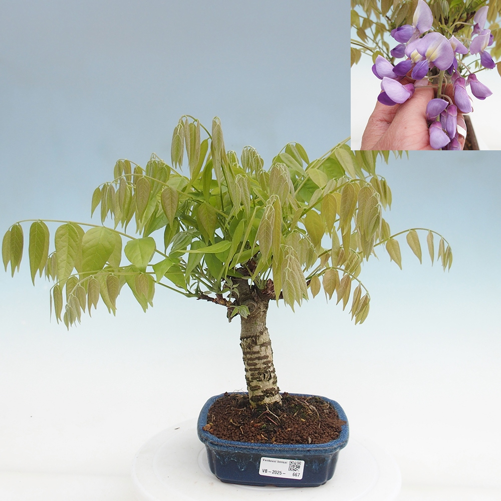 Bonsai im Freien - Wisteria floribunda - Wisteria floribunda