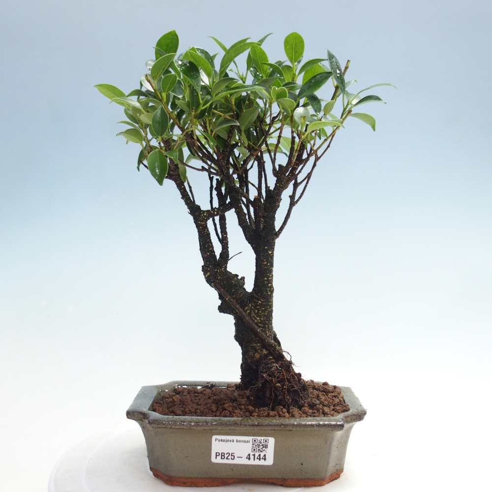 Zimmerbonsai - Ficus retusa - kleinblättriger Ficus